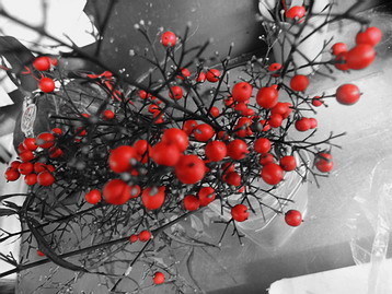 DSCN9746.jpg