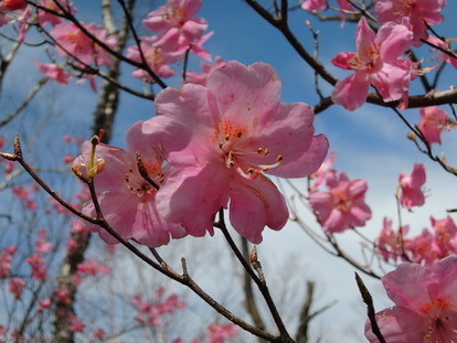桜2アカヤシオ.jpg